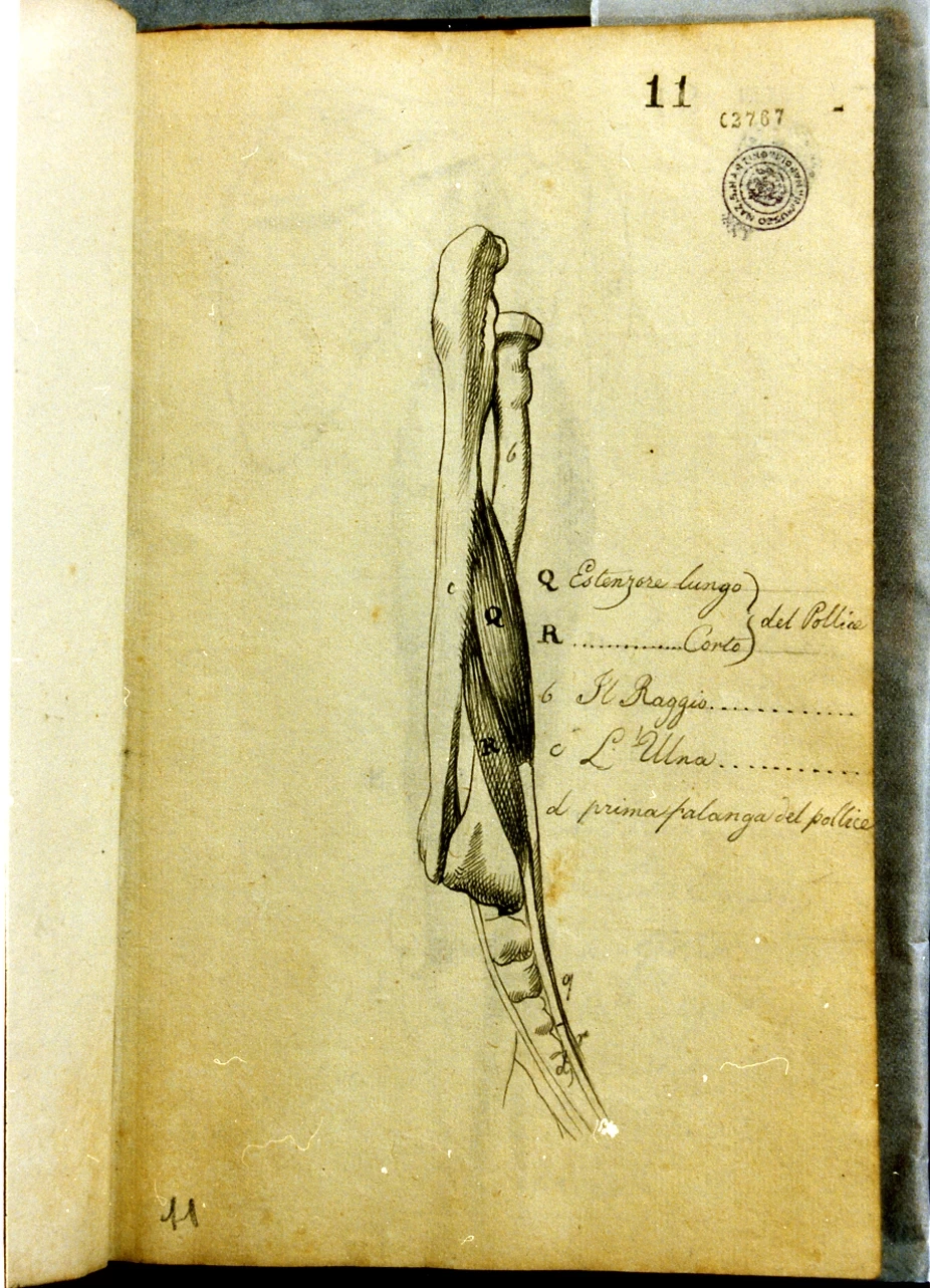Studio anatomico - Certosa di san Martino, Napoli